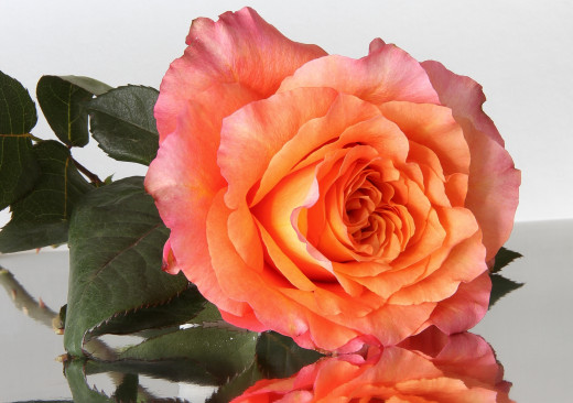 739978 (a): :2550x1790